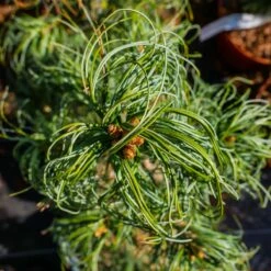 Sosna Wejmutka 'Torulosa'