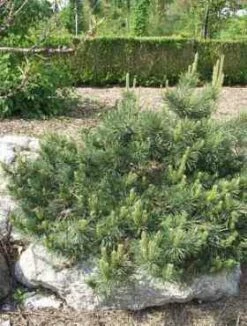 Sosna Zwyczajna 'Albyns'