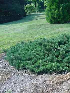 Sosna Zwyczajna 'Albyns' - obrazek 2