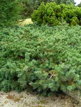 Sosna Zwyczajna 'Albyns' - obrazek 3