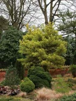 Sosna Zwyczajna 'Aurea Nisbeth'