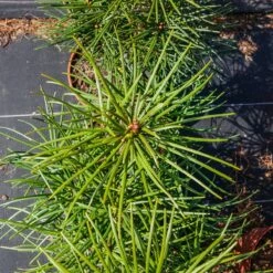 Sośnica Japońska Sciadopitys Verticillata