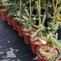 Świerk Engelmanna Snake świerk Wężowy