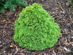 Świerk Pospolity Tompa (C2)