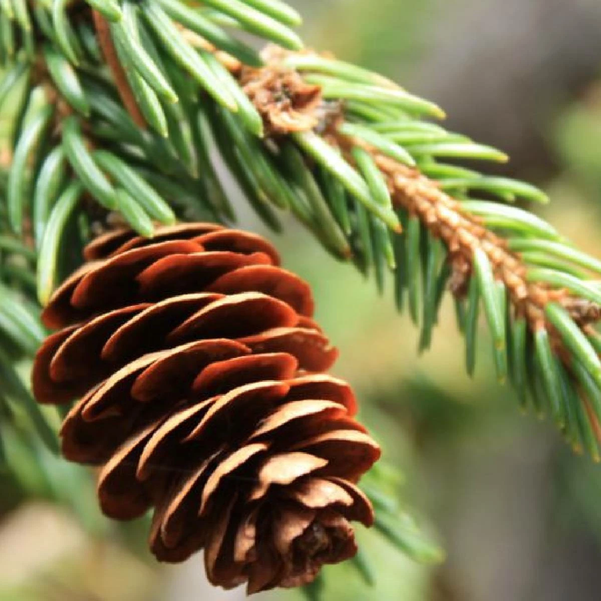 Świerk Biały - obrazek 5