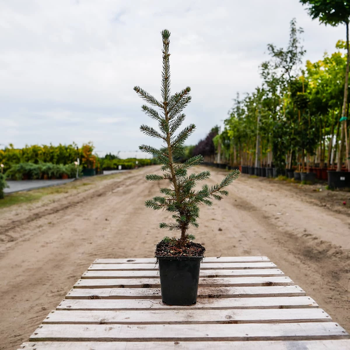 Świerk Biały - obrazek 3