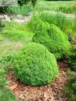 Świerk Biały Alberta Globe (C2)