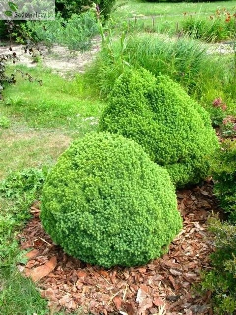 Świerk Biały Alberta Globe (C2)