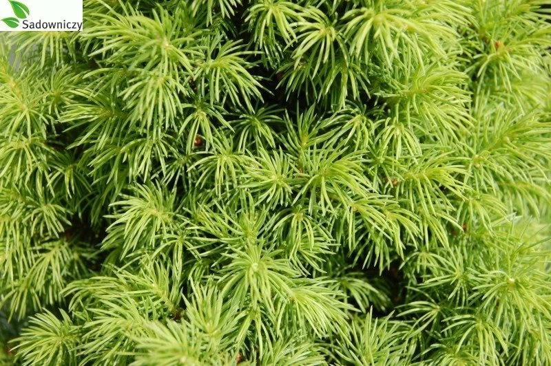 Świerk Biały Alberta Globe (C2) - obrazek 2