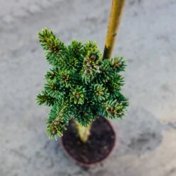 Świerk Biały Cecilia Szczepiony Pa80cm