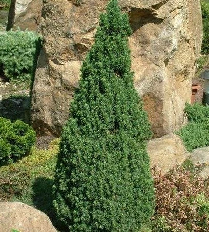 Świerk Biały Conica - obrazek 2