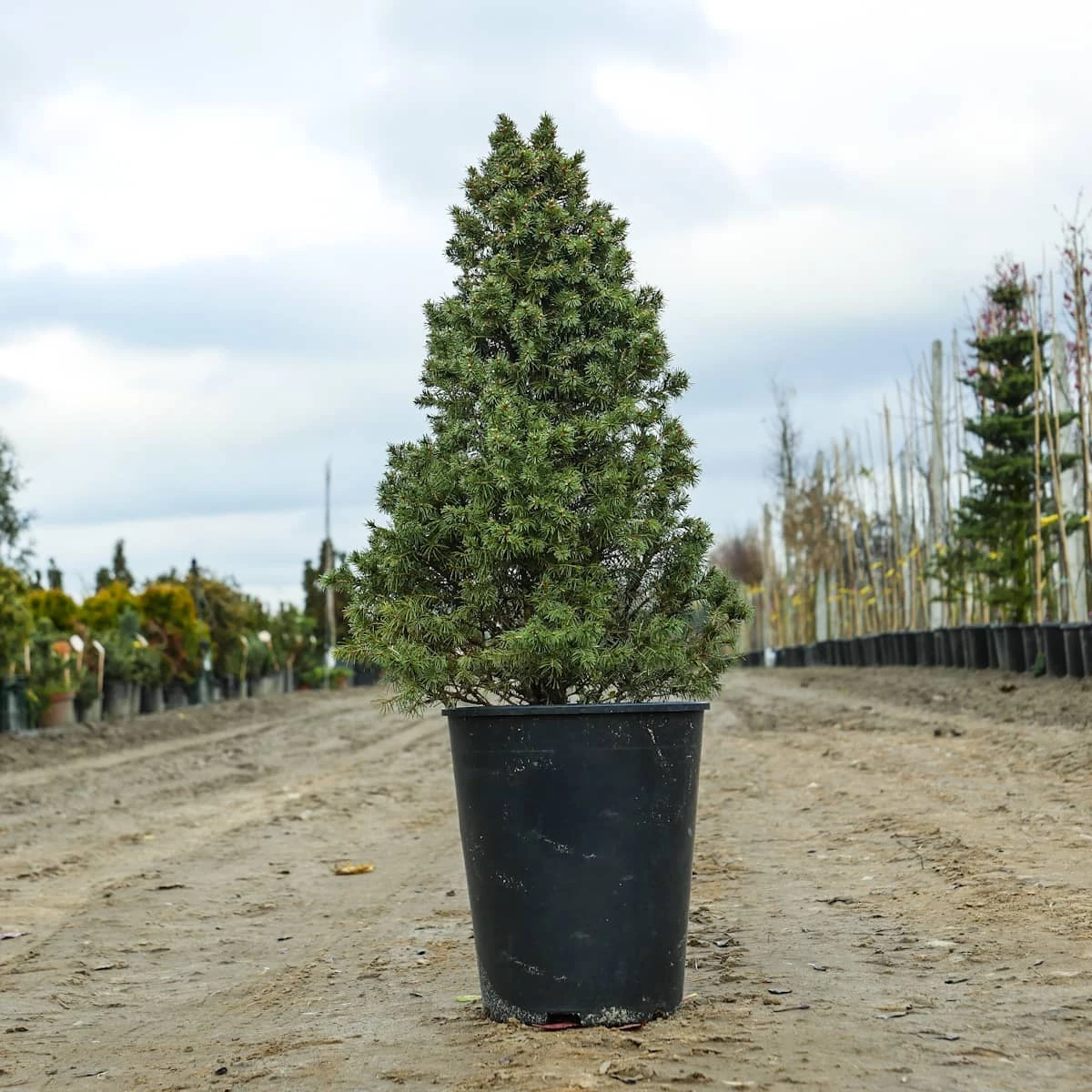 Świerk Biały Conica - obrazek 4