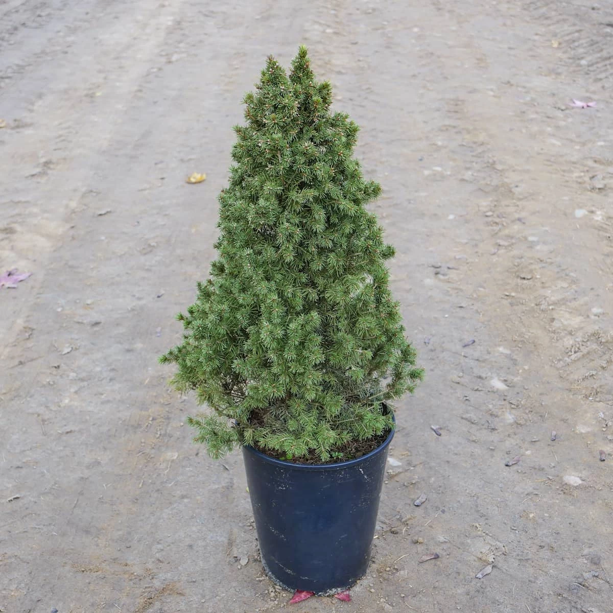 Świerk Biały Conica - obrazek 3