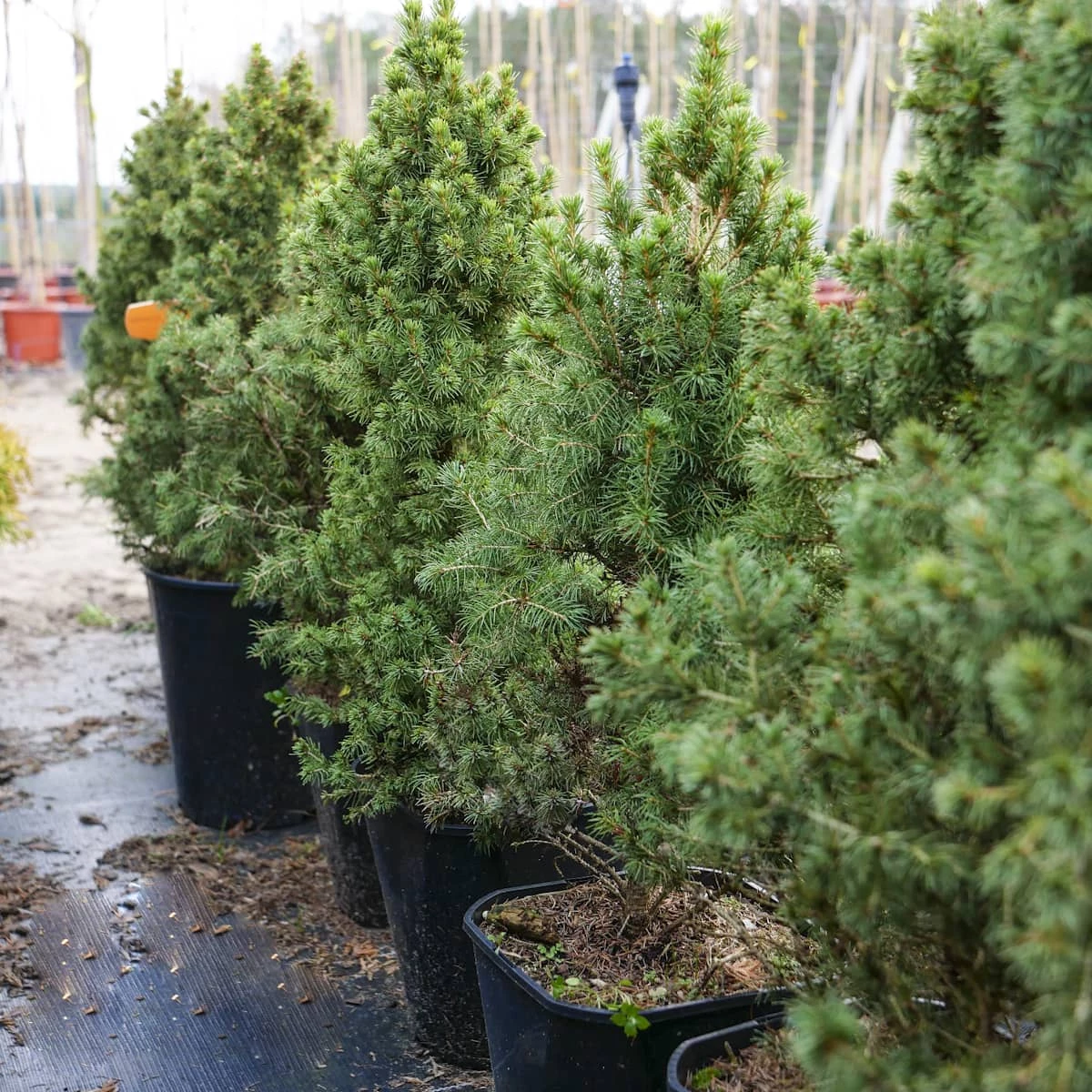 Świerk Biały Conica - obrazek 5