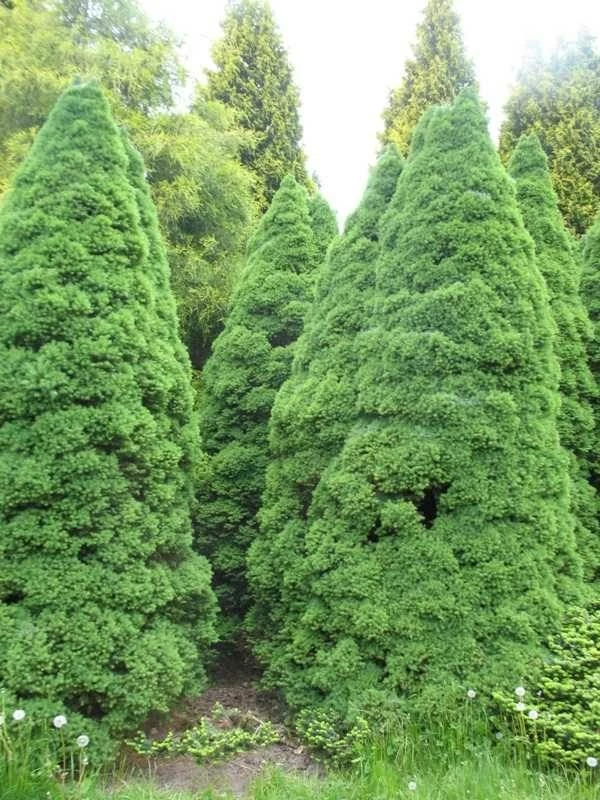 Świerk Biały Conica Speedy - obrazek 2