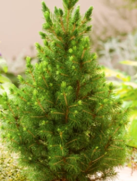 Świerk Biały Conica Speedy - obrazek 3