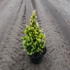 Świerk Biały Daisy White