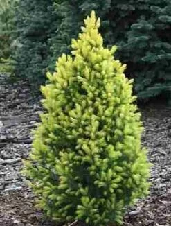 Świerk Biały Duble Gold (C2)