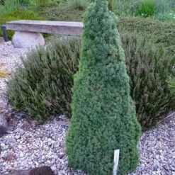 Świerk Biały 'Liliput'