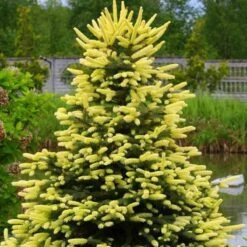 Świerk Biały Maigold (C2)