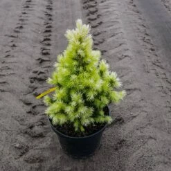 Świerk Biały Maingold