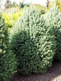 Świerk Biały Pyramidalis Compacta (C2)