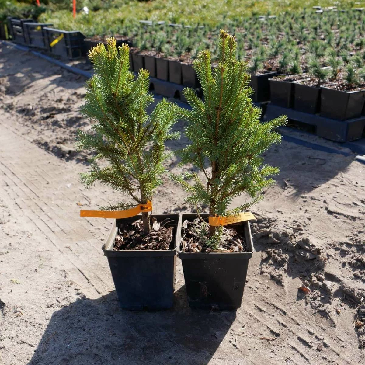 Świerk Biały Pyramidalis Compacta (C2) - obrazek 2