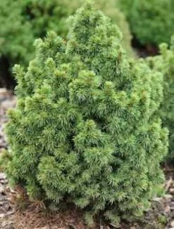 Świerk Biały Witch-s Broom (C2)