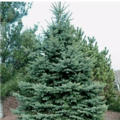 Świerk Kłujący Glauca Świerk Srebrny