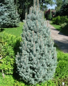 Świerk Kłujący Iseli Fastigiate - obrazek 3