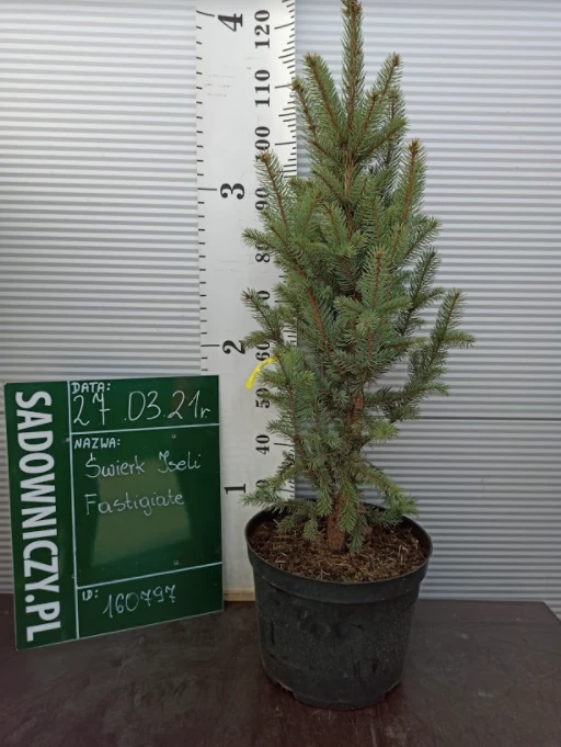 Świerk Kłujący Iseli Fastigiate - obrazek 2