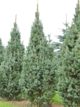 Świerk Kłujący Iseli Fastigiate