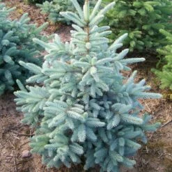 Świerk Klujący Kaibab