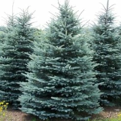 Świerk Klujący Majestic Blue