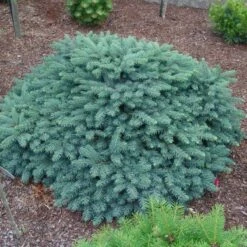 Świerk Kłujący 'Sonia"