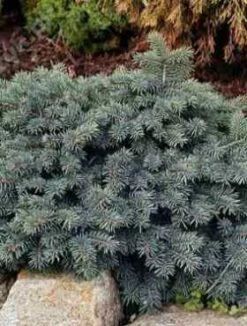 Świerk Kłujący Waldbrunn (C2)