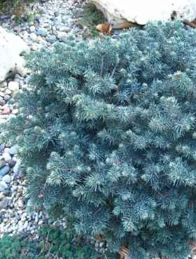 Świerk Kłujący Waldbrunn (C2) - obrazek 2