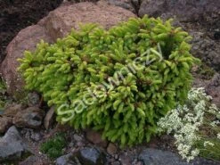 Świerk Pospolity Barryi Gęsty Wolnorosnący (C2)