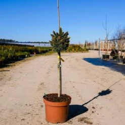 Świerk Pospolity Gold Nugget (Aurea) Szczepiony Pa40