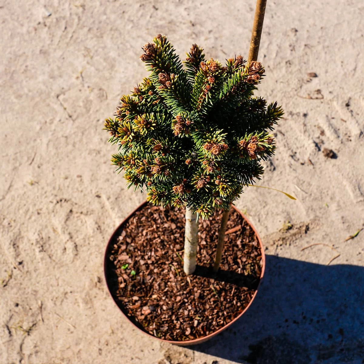 Świerk Pospolity Gold Nugget (Aurea) Szczepiony Pa40 - obrazek 2