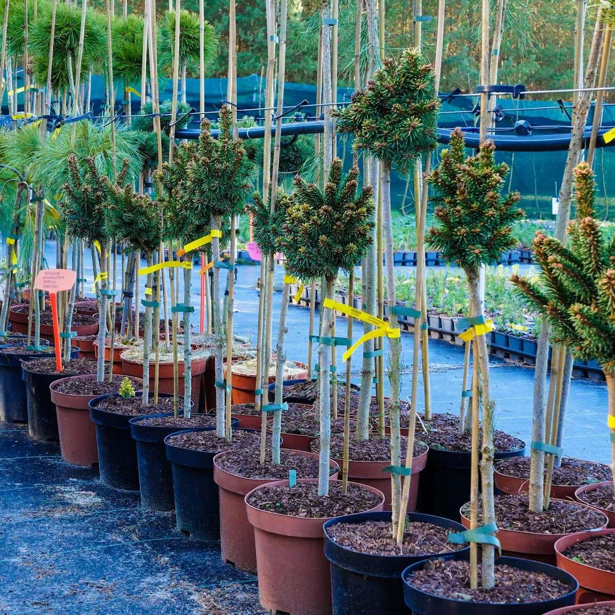 Świerk Pospolity Gold Nugget (Aurea) Szczepiony Pa40 - obrazek 4