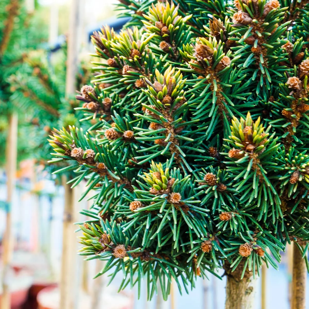 Świerk Pospolity Gold Nugget (Aurea) Szczepiony Pa40 - obrazek 5