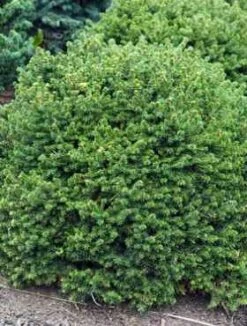 Świerk Pospolity Little Gem (C2)