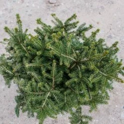 Świerk Pospolity Nidiformis Gniazdkowy (C2)