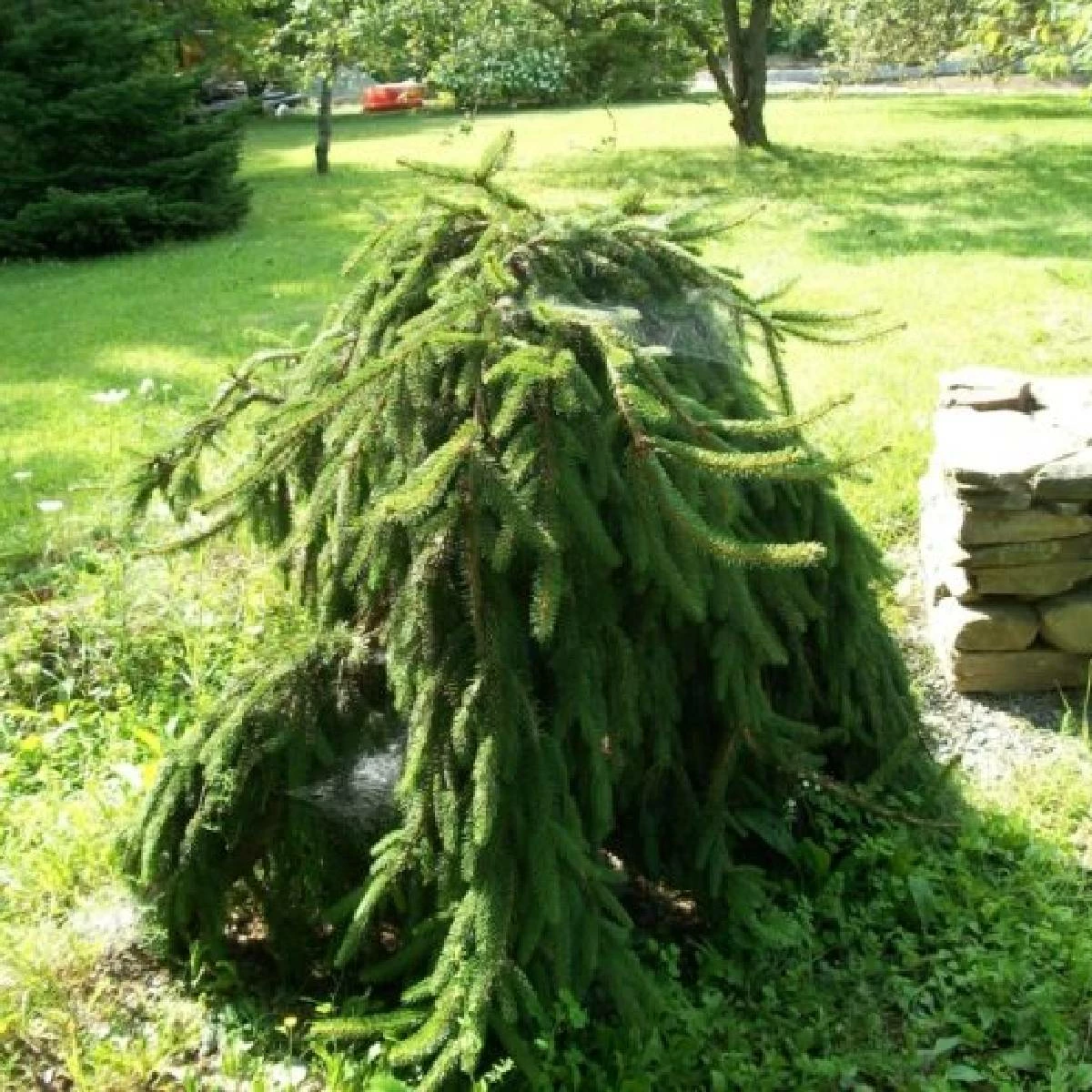 Świerk Pospolity Pendula Major - obrazek 2