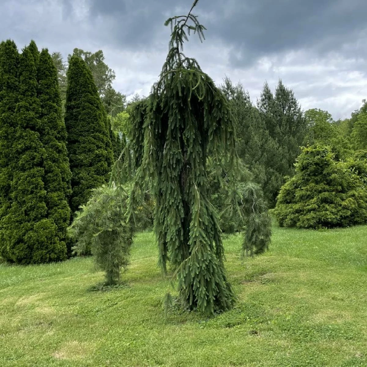 Świerk Pospolity Pendula Major - obrazek 3