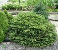 Świerk Pospolity "Procumbens"- Gniazdkowy