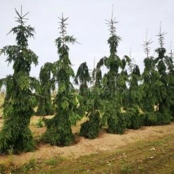 Świerk Pospolity Rothenhaus