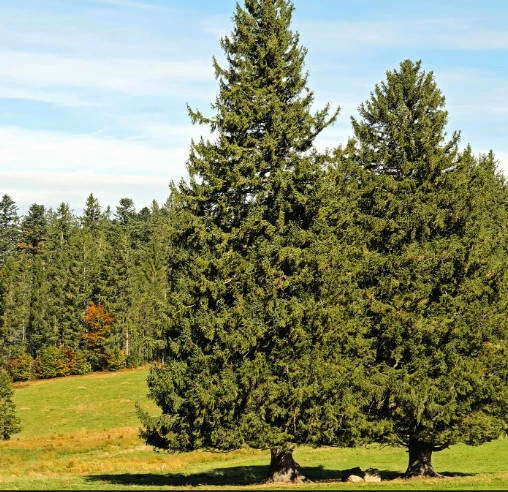 Świerk Pospolity Sadzonka W Doniczce - obrazek 2