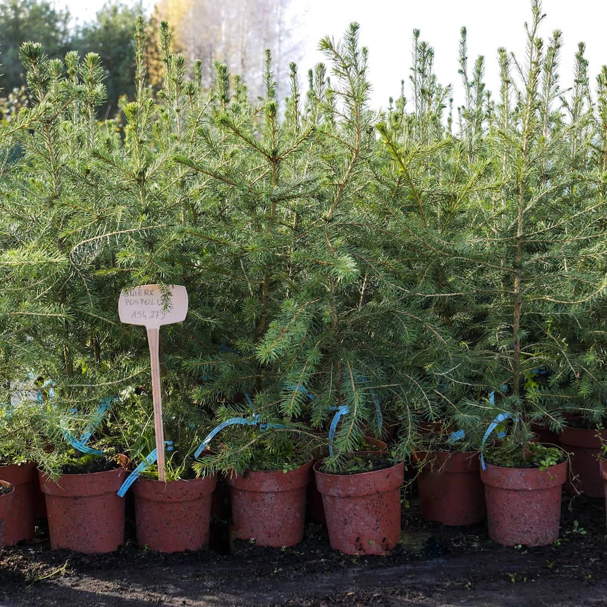 Świerk Pospolity Sadzonka W Doniczce - obrazek 4